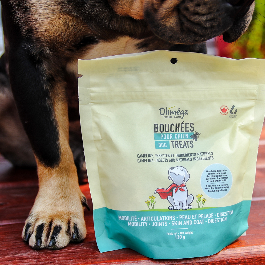 Ensemble pour chiens DUO