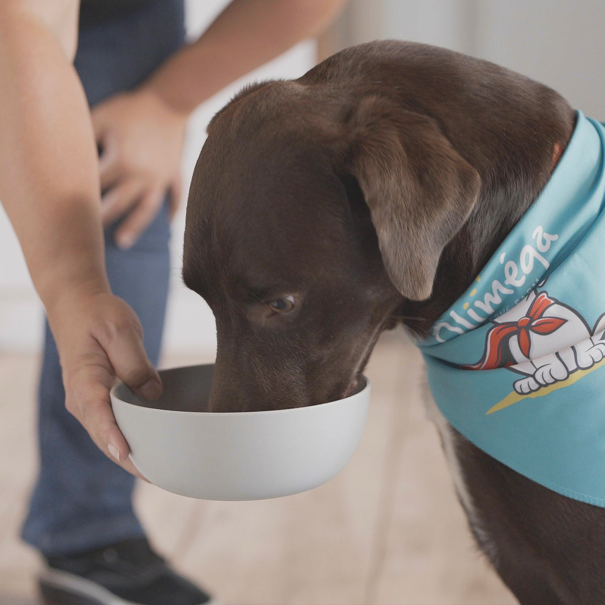 Supplément chiens et chats riche en oméga-3