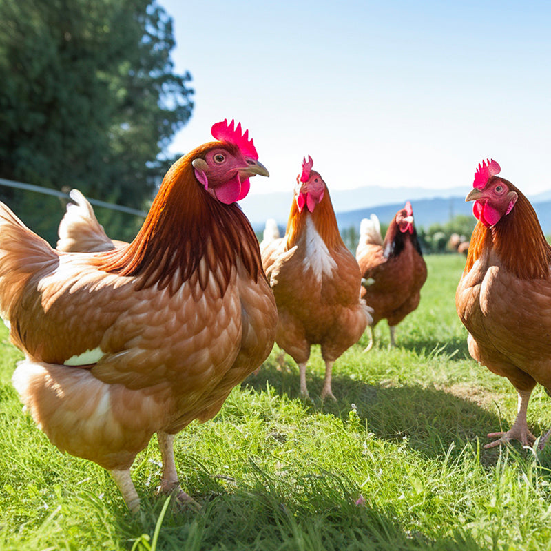 Protéine de caméline pour poules pondeuses et coq à chair