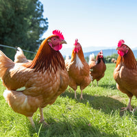 Protéine de caméline pour poules pondeuses et coq à chair