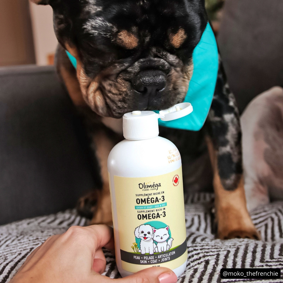 Ensemble pour petits chiens