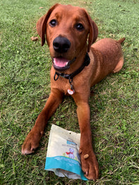 カメリナ、昆虫、天然成分から作られた犬の咬傷